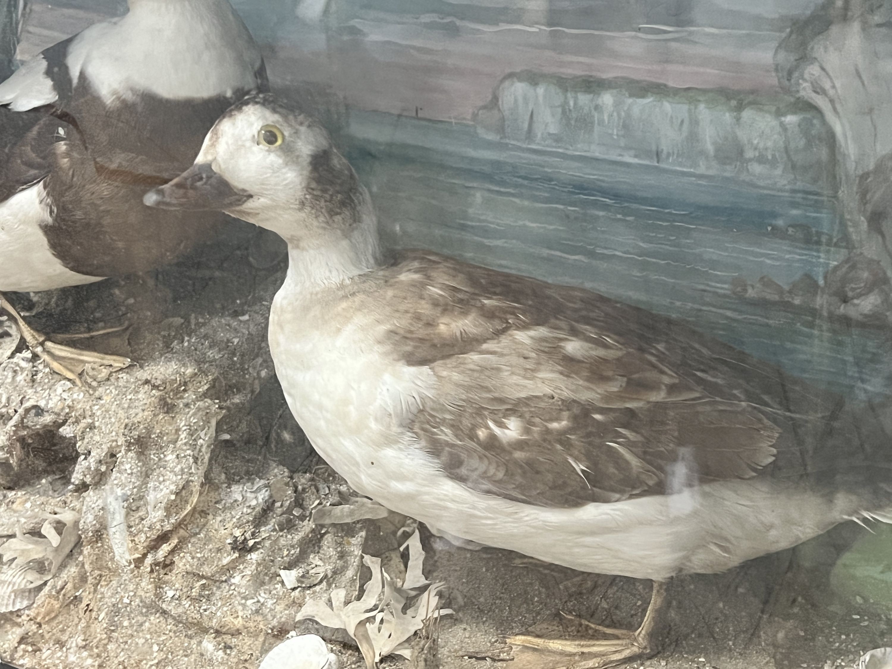 A Victorian cased taxidermic group of two ducks, width 66cm, depth 23cm, height 37cm